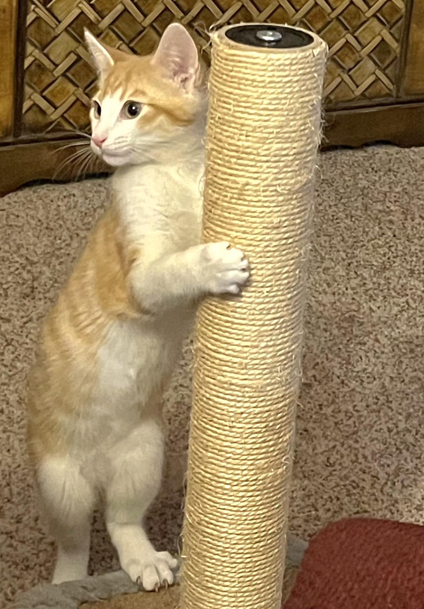 Enlarge Spike, an adopted Tabby in Springfield, OR image 4/5