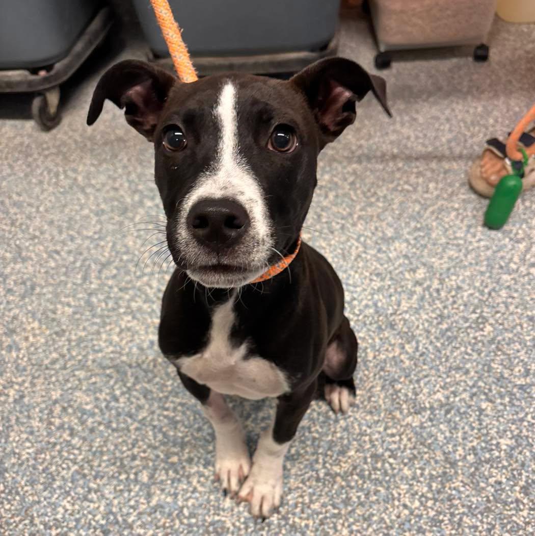 Enlarge Jasper, an adopted mixed breed in Stillwater, OK image 1/1