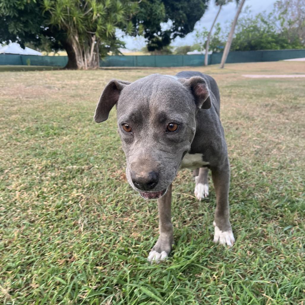 Enlarge Sadie, a Adoptable Mixed Breed in Frederiksted, VI image 1/4