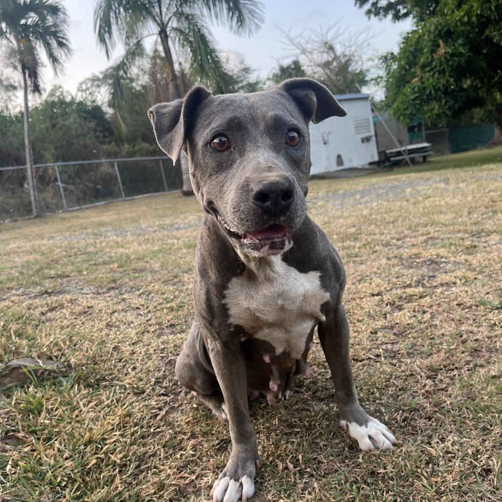 Enlarge Sadie, a Adoptable Mixed Breed in Frederiksted, VI image 2/4