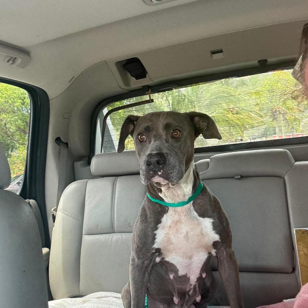 Enlarge Sadie, a Adoptable Mixed Breed in Frederiksted, VI image 3/4