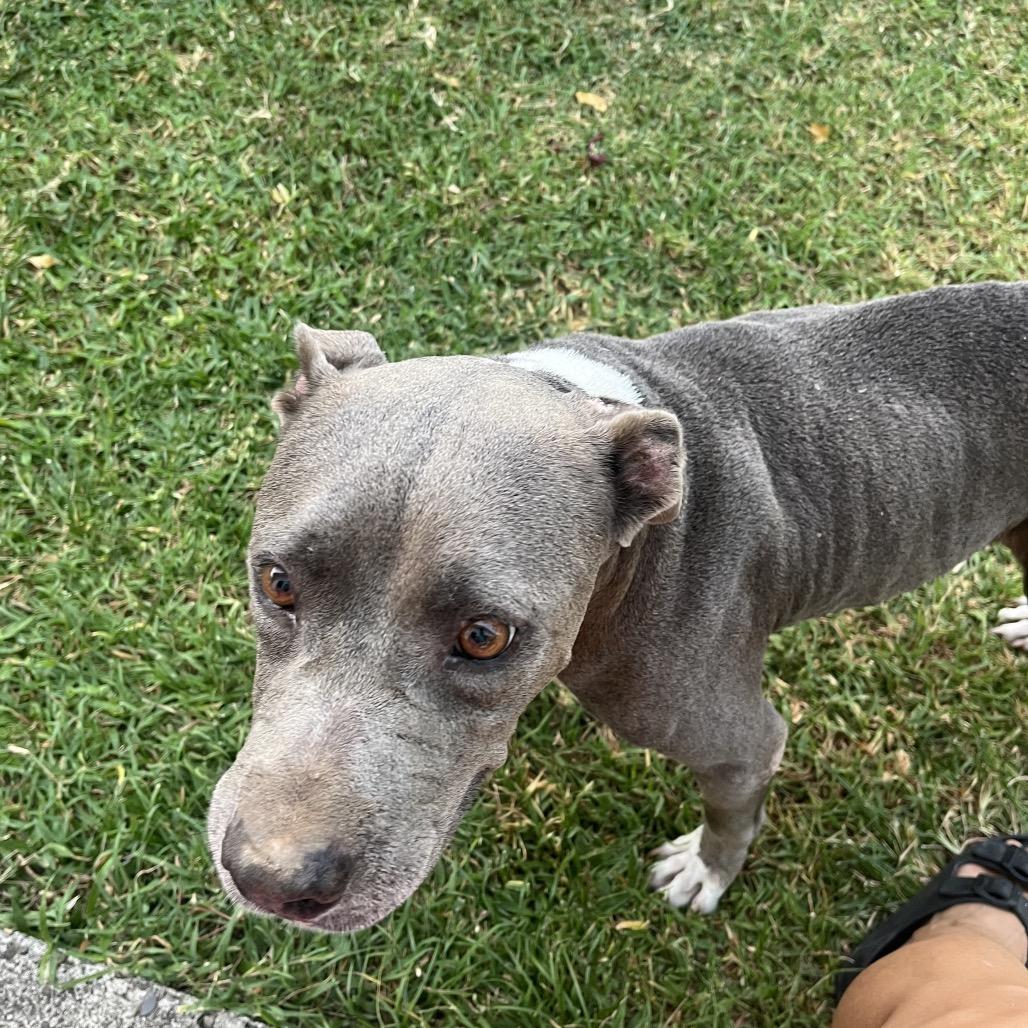 Enlarge Sadie, a Adoptable Mixed Breed in Frederiksted, VI image 4/4