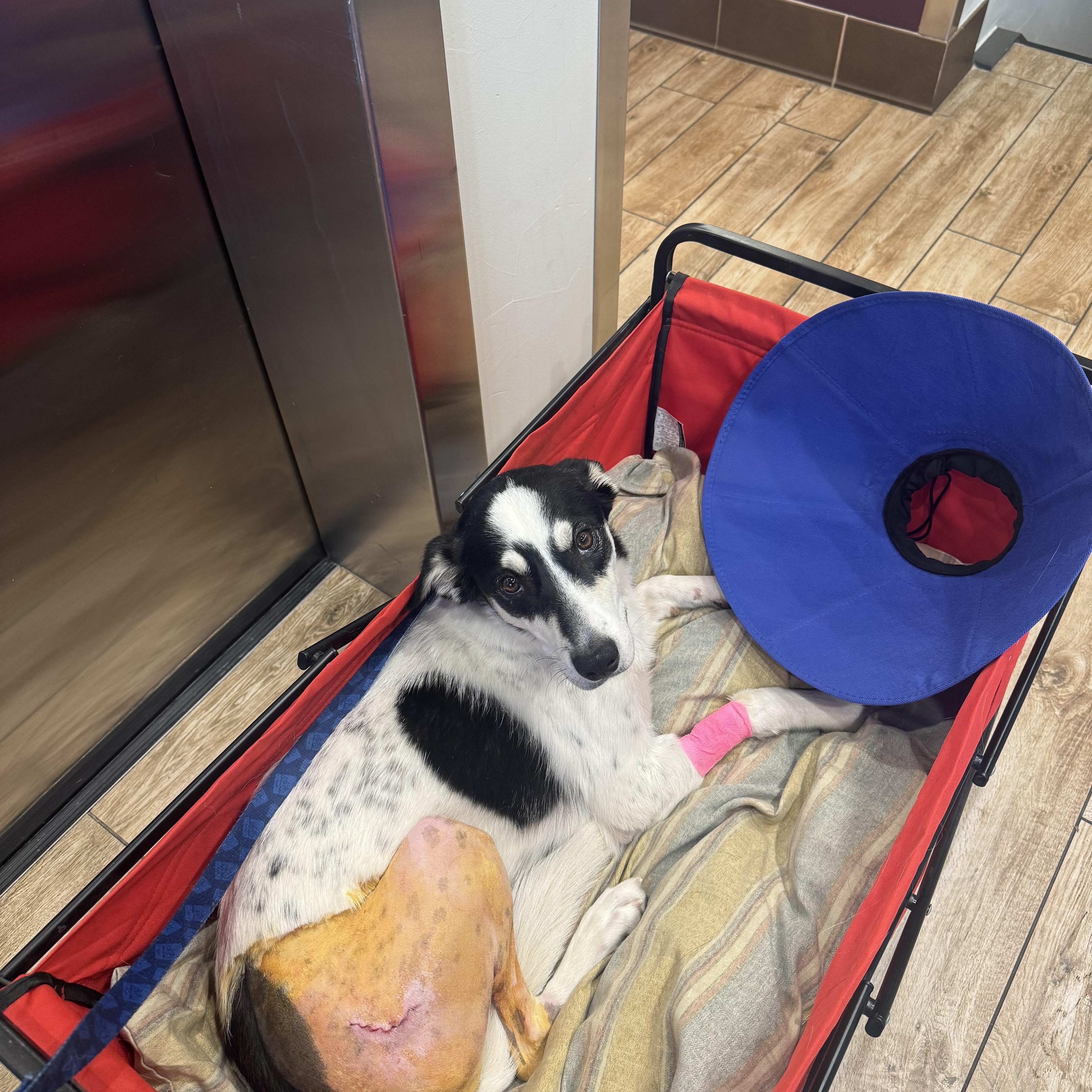 Enlarge Robyn, a ADOPTABLE Border Collie in denver, CO image 6/6