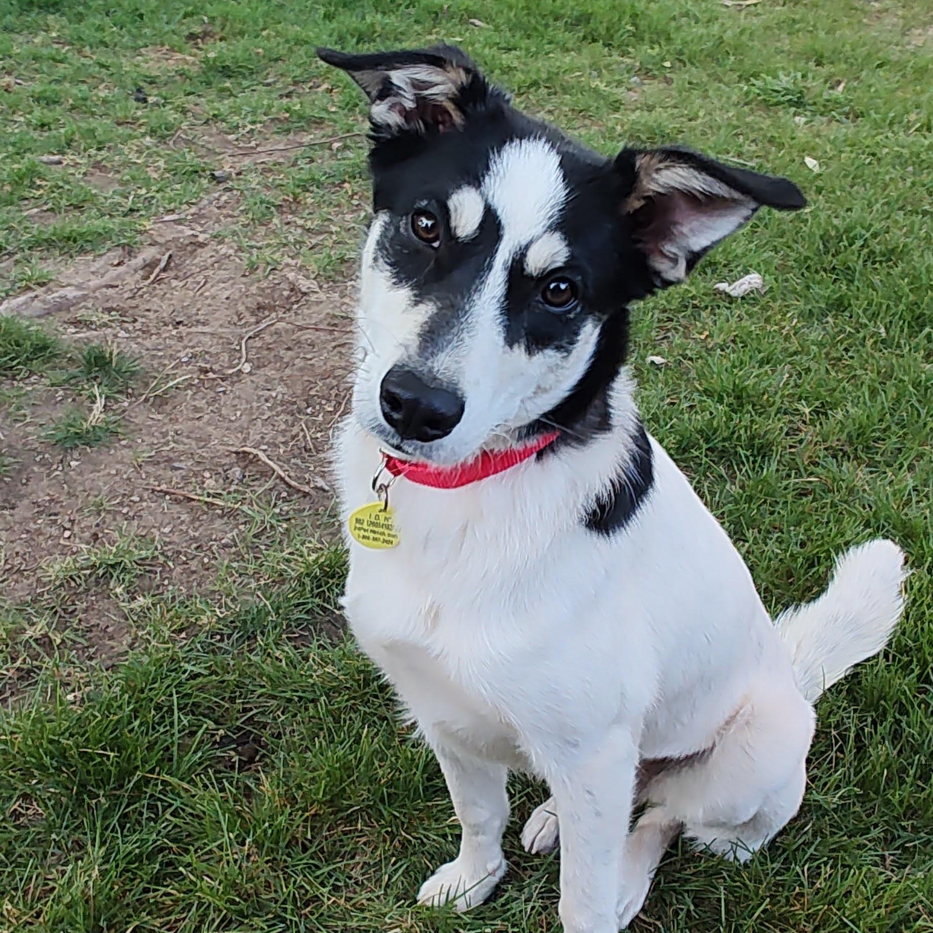 Robyn, ADOPTABLE, Young Female Border Collie.