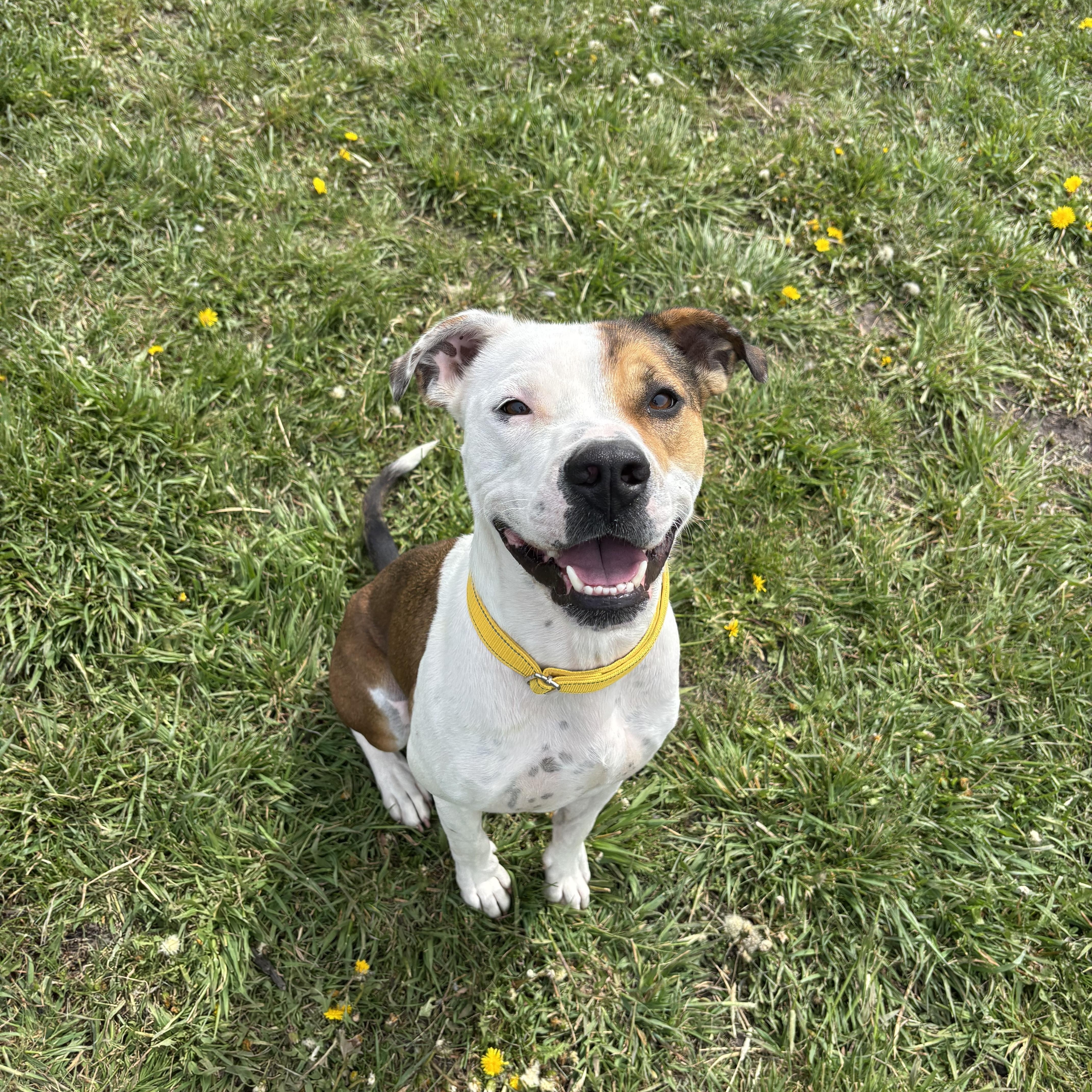 Buck, ADOPTABLE, Adult Male Pit Bull Terrier.