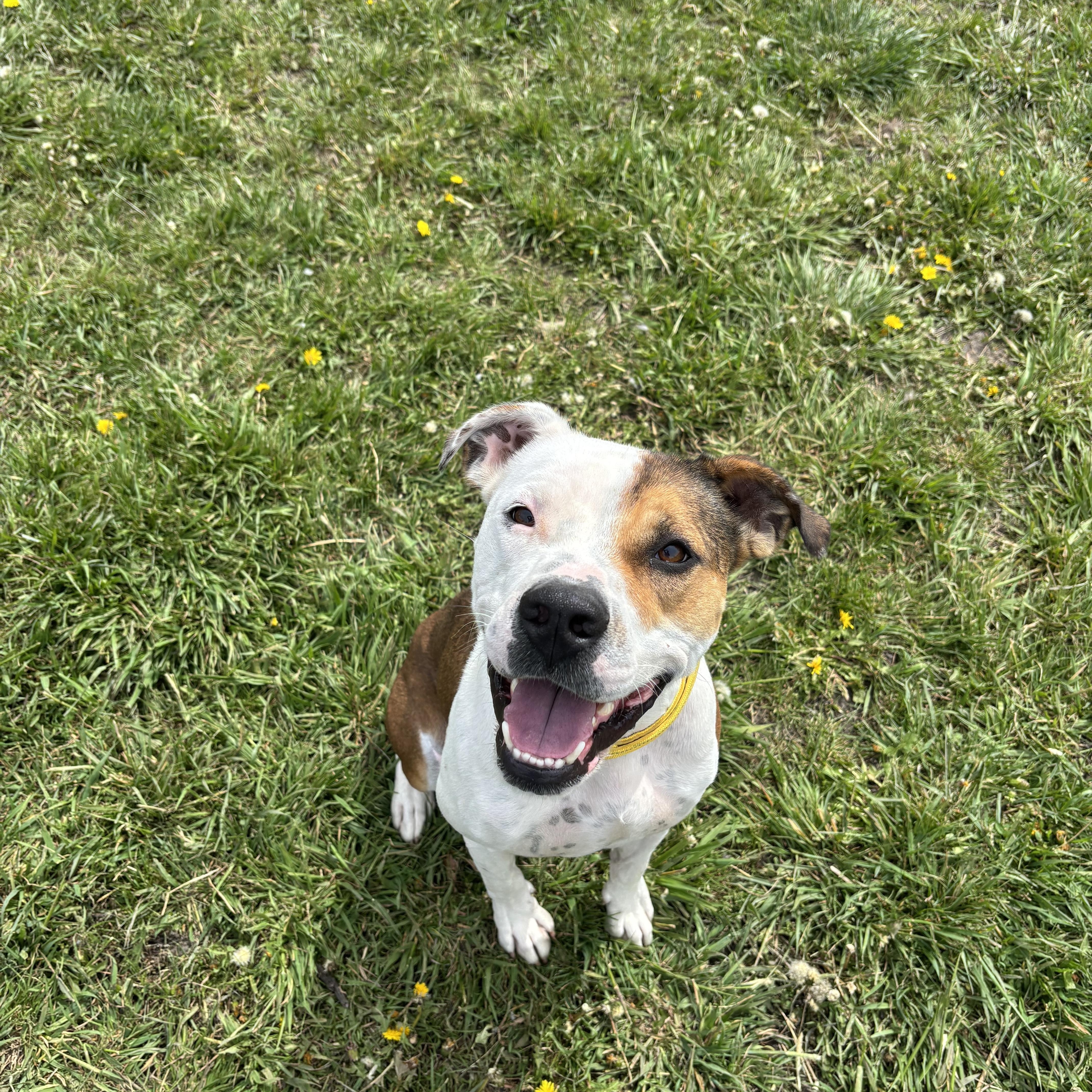 Buck, a ADOPTABLE mixed breed in La Grande, OR image 2/2