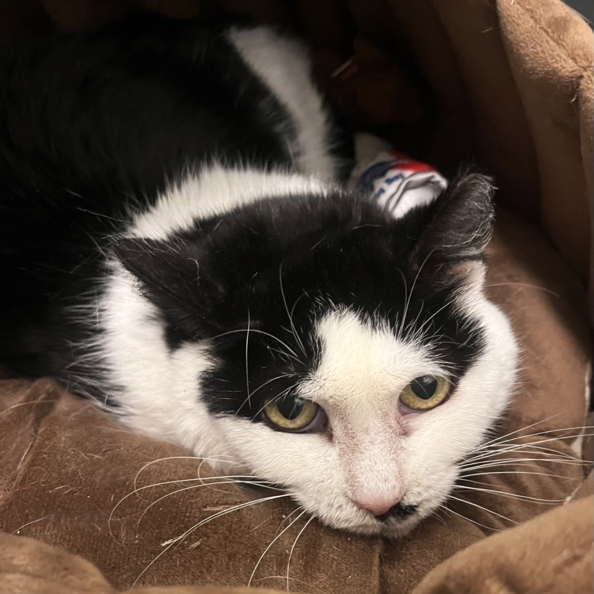 Arizona (aka Ari), a Adoptable Tuxedo in Philadelphia, PA image 2/6