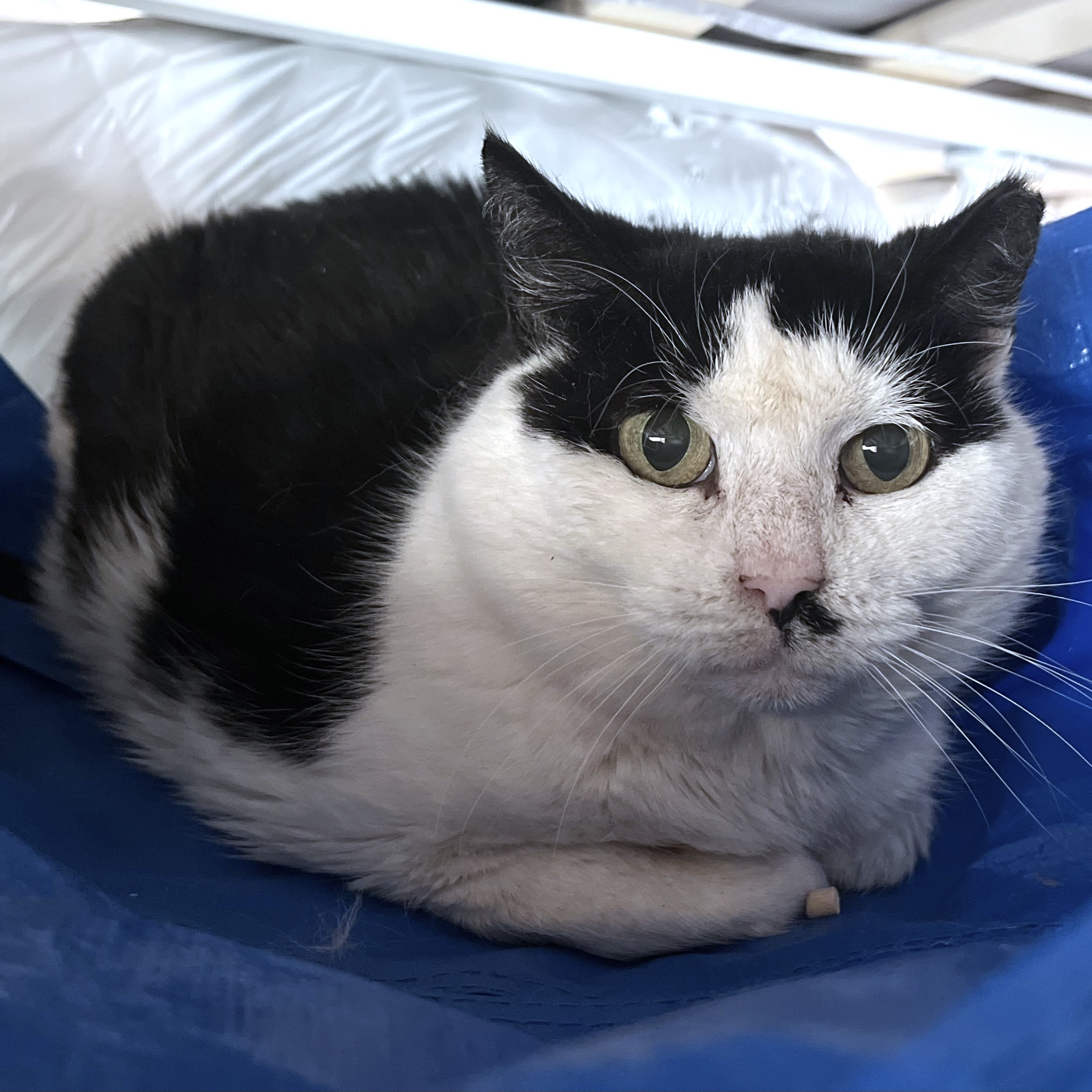 Arizona (aka Ari), Adoptable, Senior Female Tuxedo.