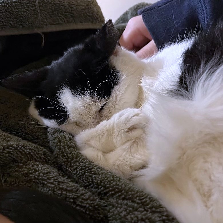 Arizona (aka Ari), a Adoptable Tuxedo in Philadelphia, PA image 4/6