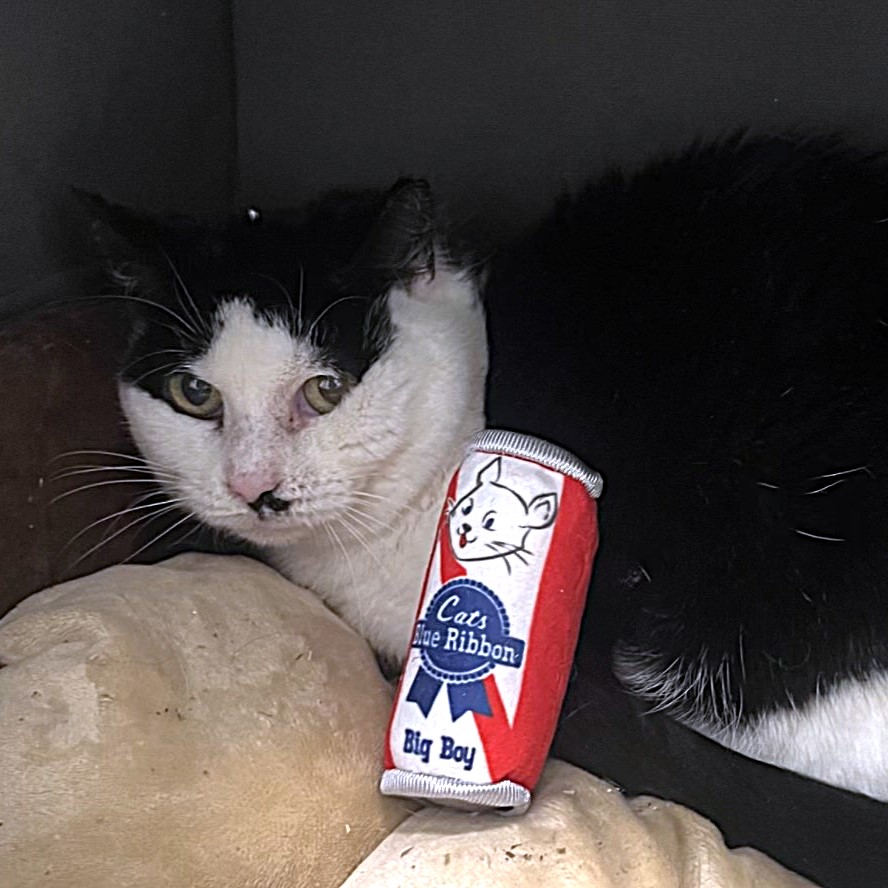 Arizona (aka Ari), a Adoptable Tuxedo in Philadelphia, PA image 6/6