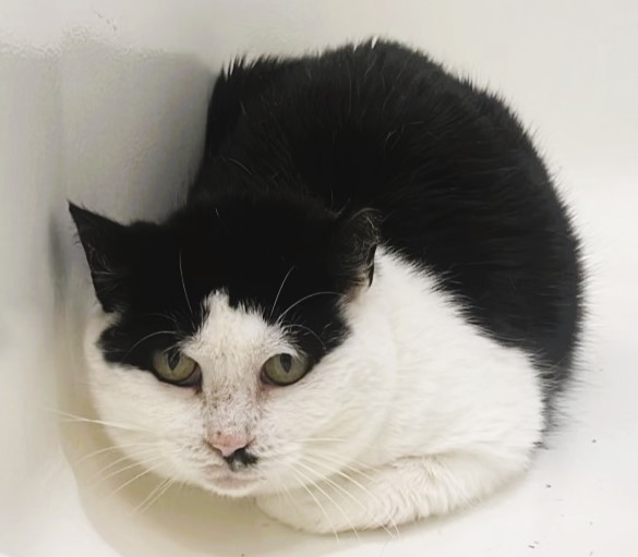 Arizona (aka Ari), a Adoptable Tuxedo in Philadelphia, PA image 5/6