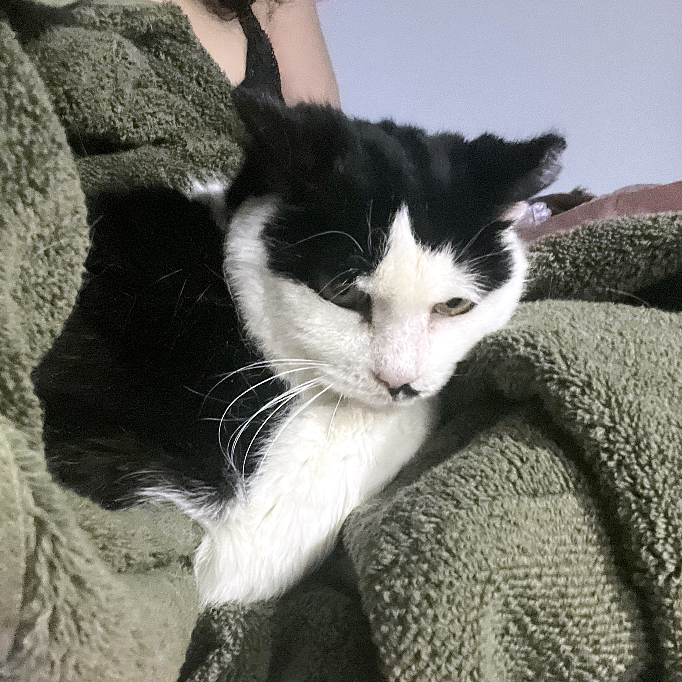 Arizona (aka Ari), a Adoptable Tuxedo in Philadelphia, PA image 1/6