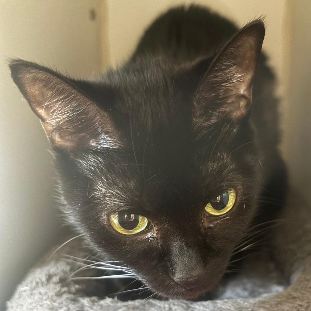 Eve, Adoptable, Adult Female Domestic Short Hair.