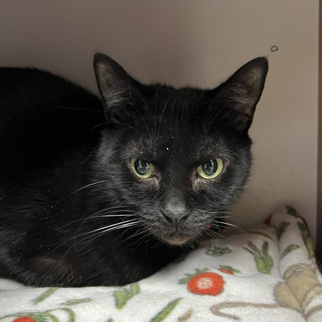 Enlarge Eve, a Adoptable Domestic Short Hair in Naperville, IL image 2/2