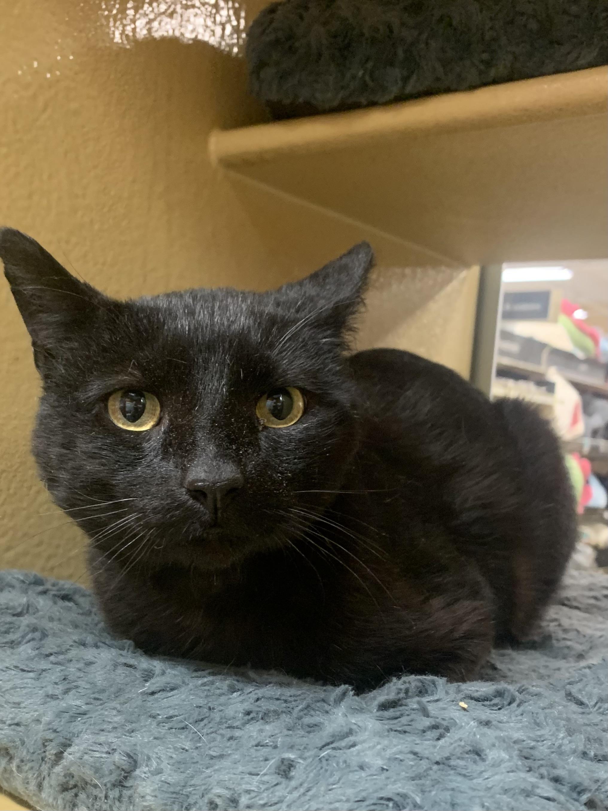 Enlarge Rider, a ADOPTABLE mixed breed in Port Jefferson Station, NY image 1/1