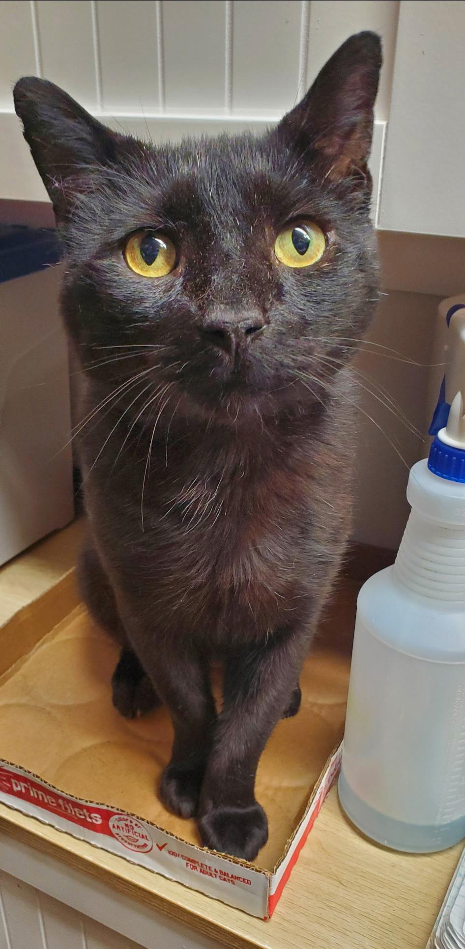 Enlarge Rider, a ADOPTABLE mixed breed in Port Jefferson Station, NY image 1/1