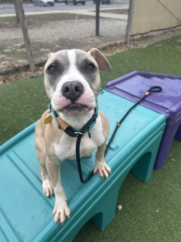 Enlarge E. B., an adopted mixed breed in Cleveland, OH image 4/6