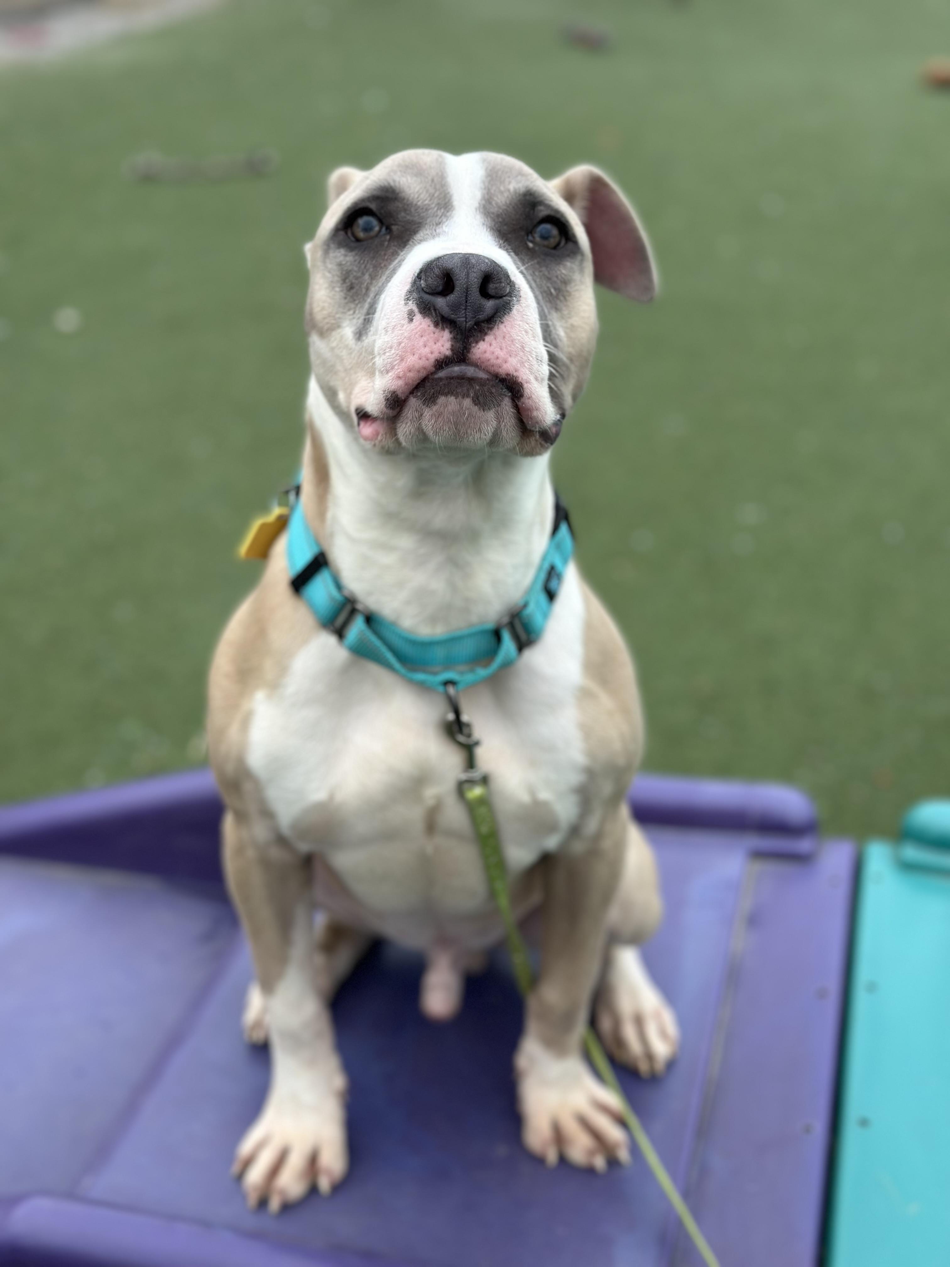 Enlarge E. B., an adopted mixed breed in Cleveland, OH image 6/6