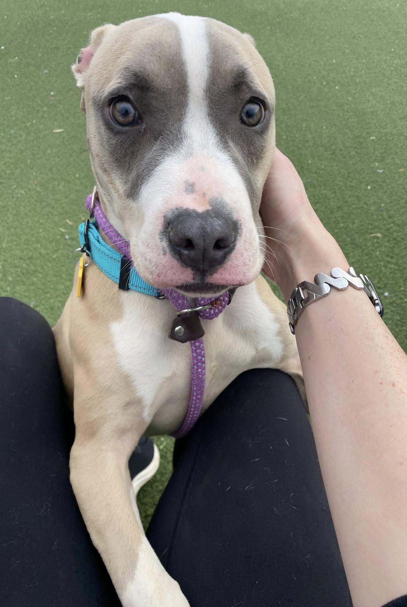 Enlarge E. B., an adopted mixed breed in Cleveland, OH image 2/6