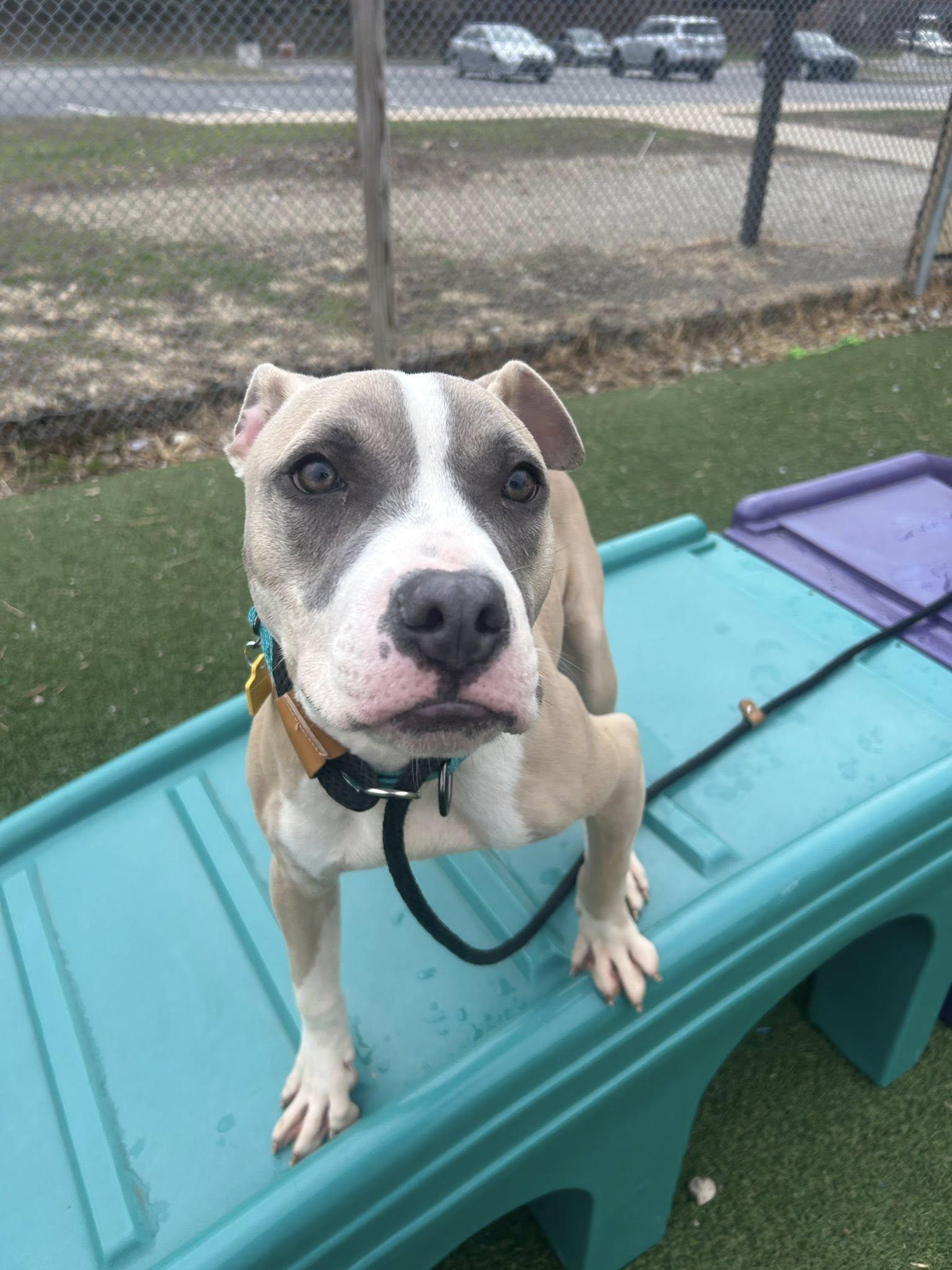 Enlarge E. B., an adopted mixed breed in Cleveland, OH image 3/6