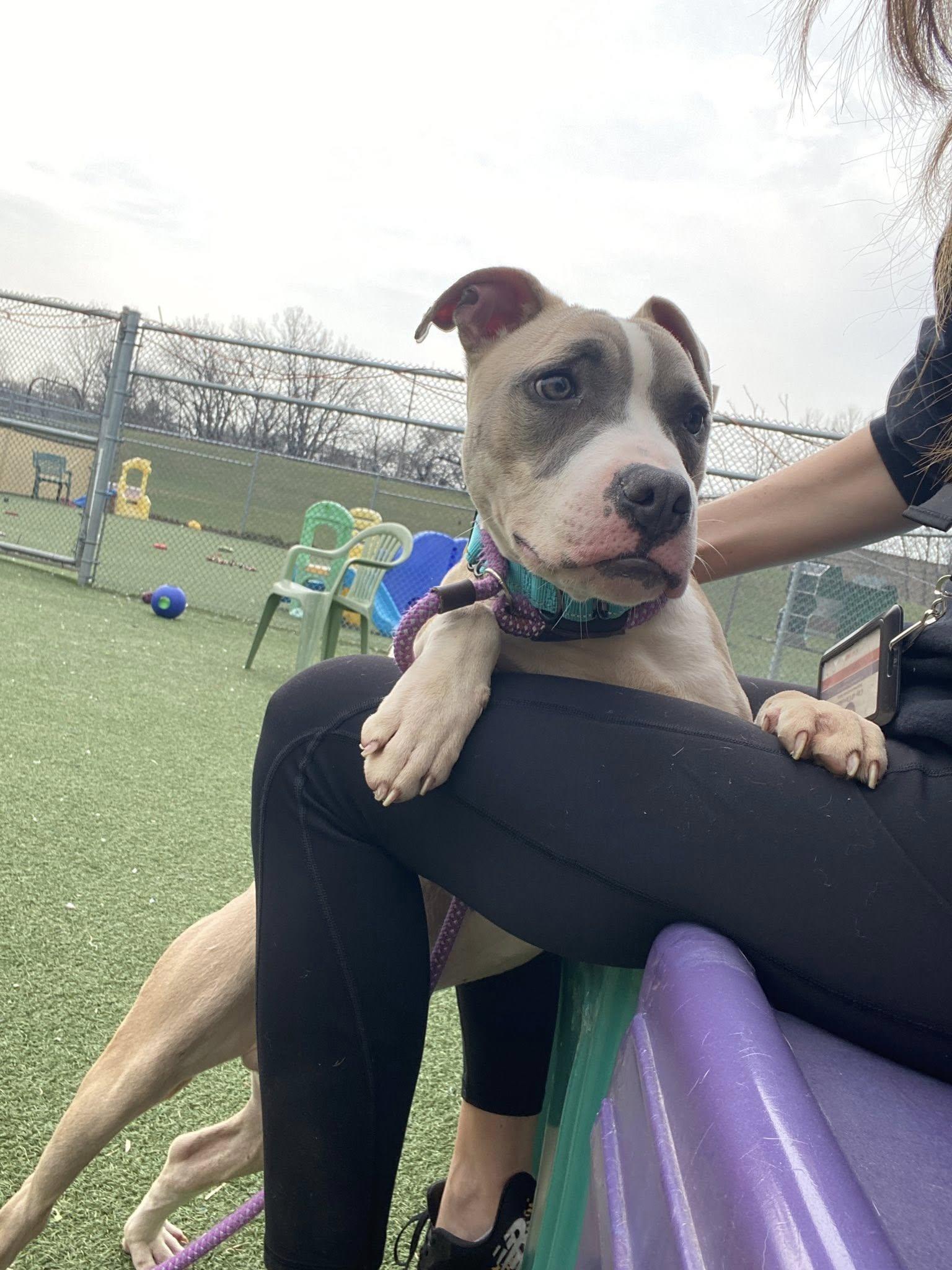 E. B., adopted, Young Male Pit Bull Terrier.