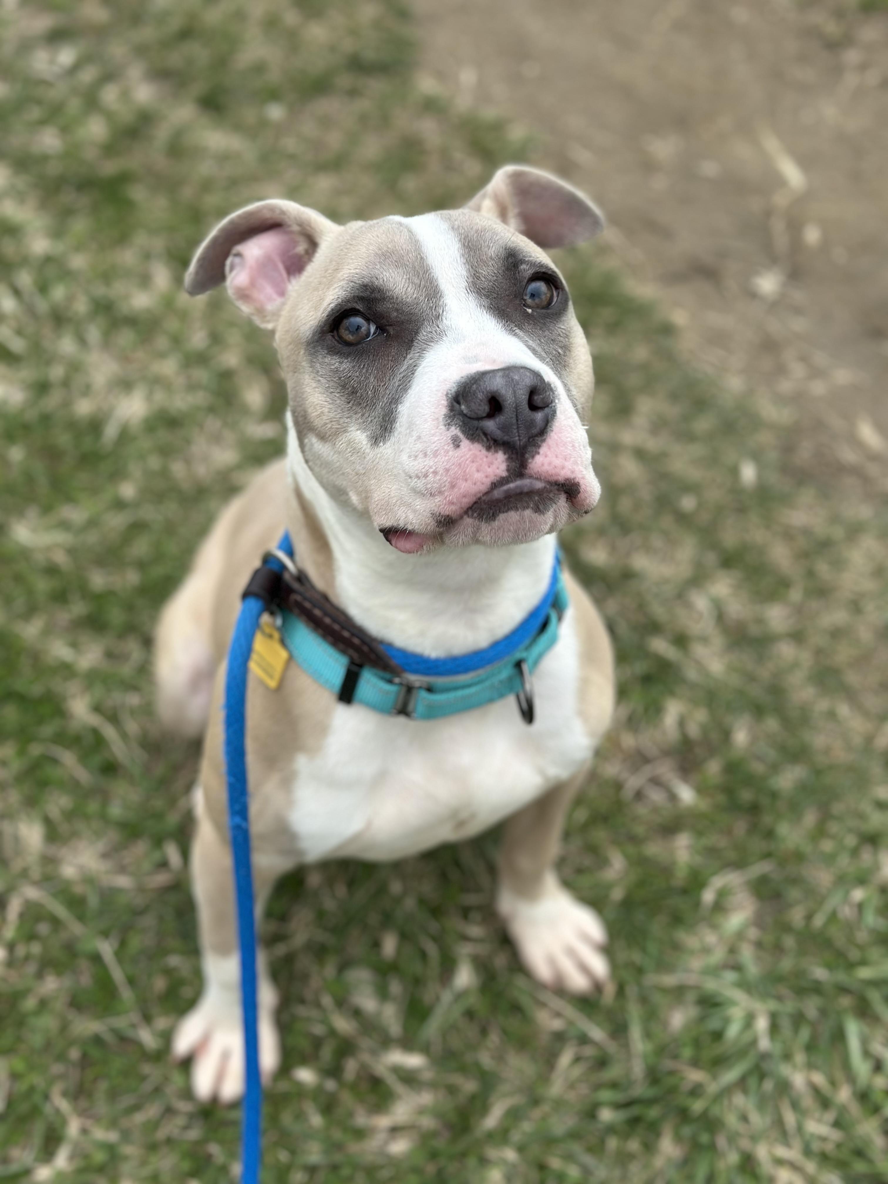 Enlarge E. B., an adopted mixed breed in Cleveland, OH image 5/6