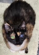 Millie, ADOPTABLE, Young Female Calico.