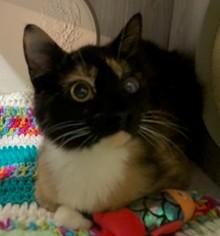 Enlarge Millie, an adopted Calico in Lead, SD image 2/5