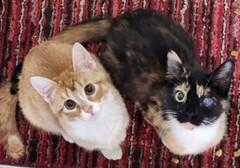 Enlarge Millie, an adopted Calico in Lead, SD image 5/5