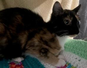 Enlarge Millie, an adopted Calico in Lead, SD image 4/5