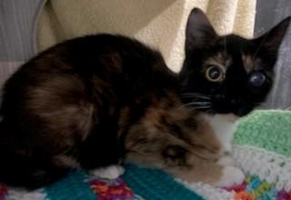 Enlarge Millie, an adopted Calico in Lead, SD image 3/5