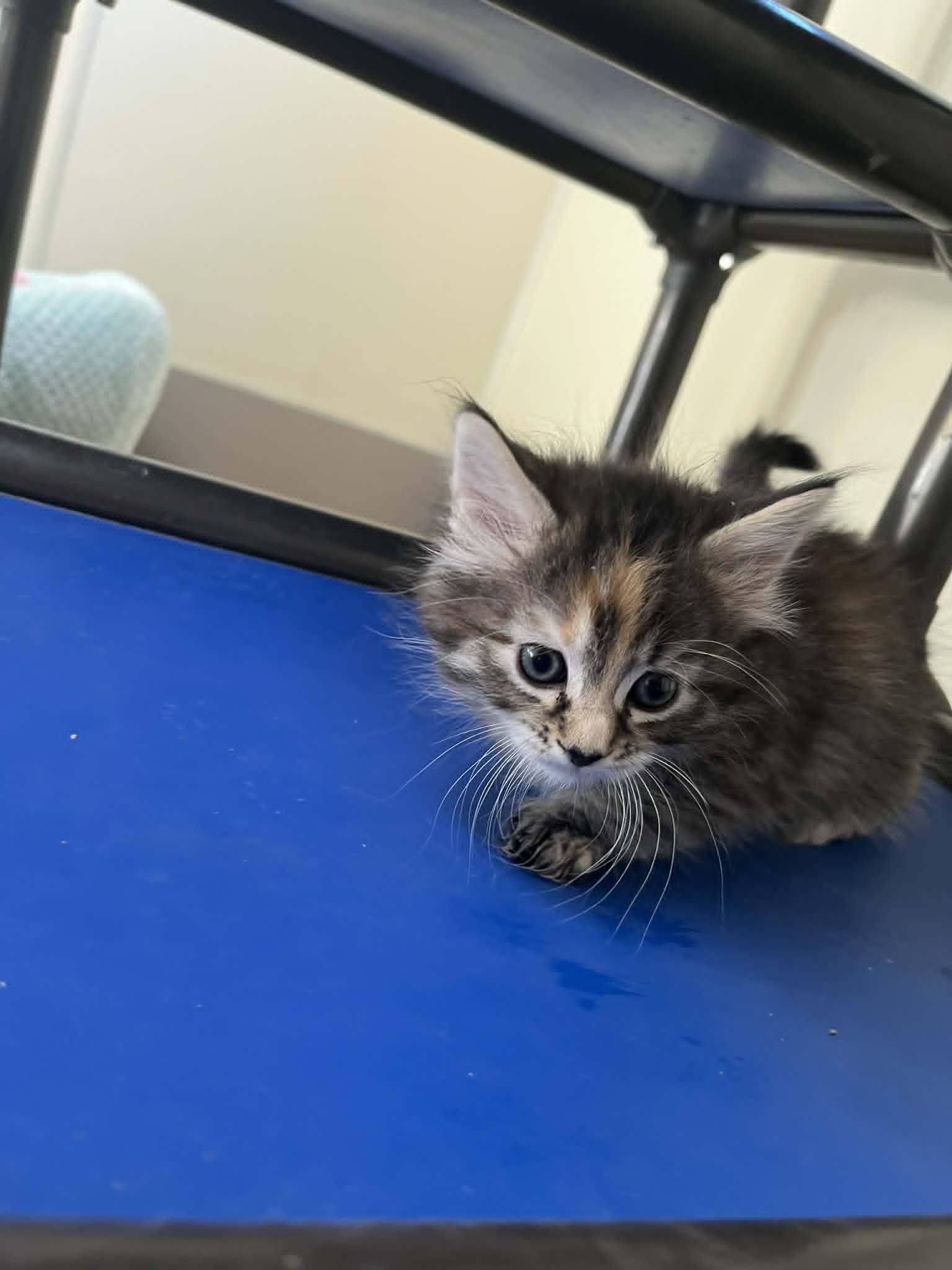 Liv, Adopted, Young Female Calico & Domestic Short Hair.