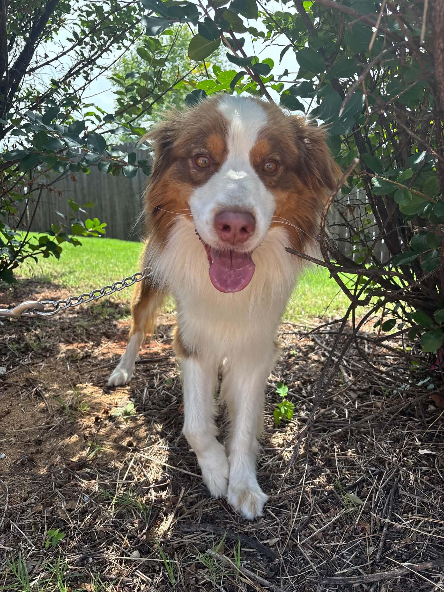 Zeus, Adoptable, Young Male Australian Shepherd.