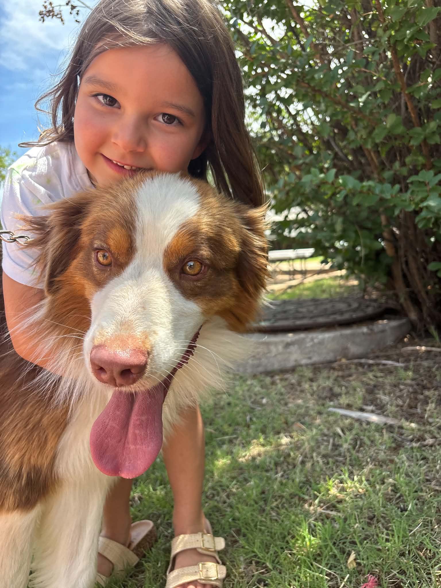 Enlarge Zeus, a Adoptable Australian Shepherd in Piedmont, OK image 2/2