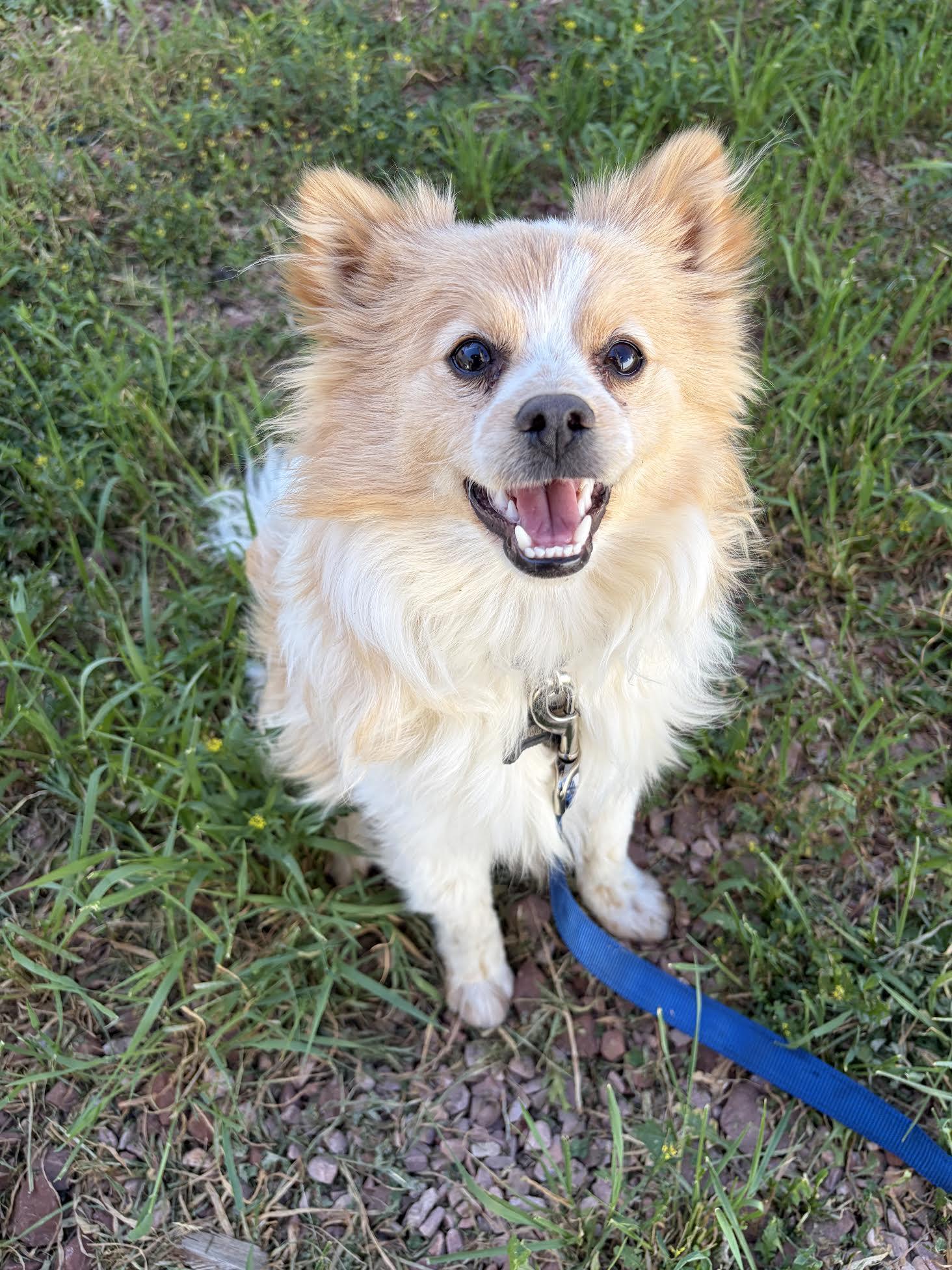 Enlarge Bolt, an adopted mixed breed in Las Vegas, NV image 1/3
