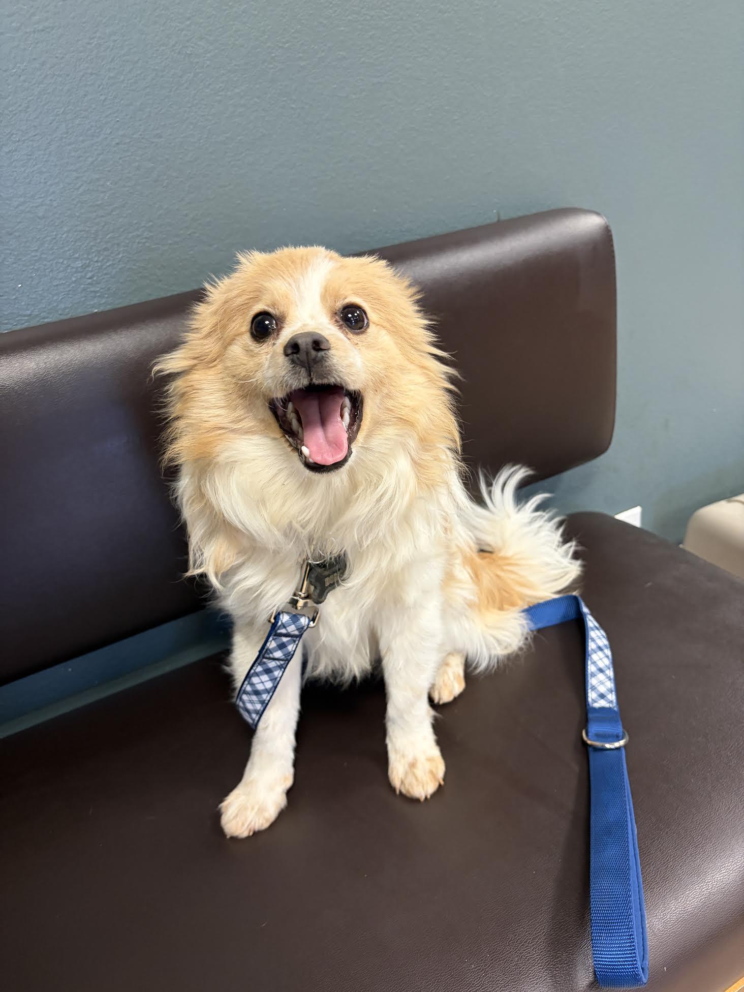 Enlarge Bolt, an adopted mixed breed in Las Vegas, NV image 2/3