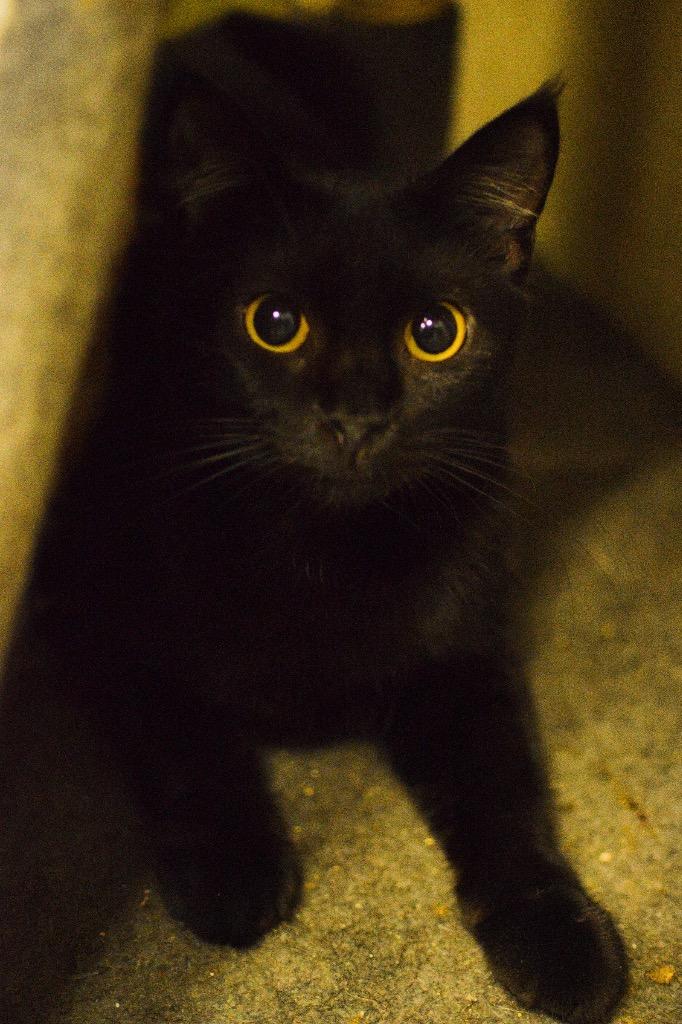 Remi, Adoptable, Adult Male Domestic Medium Hair.