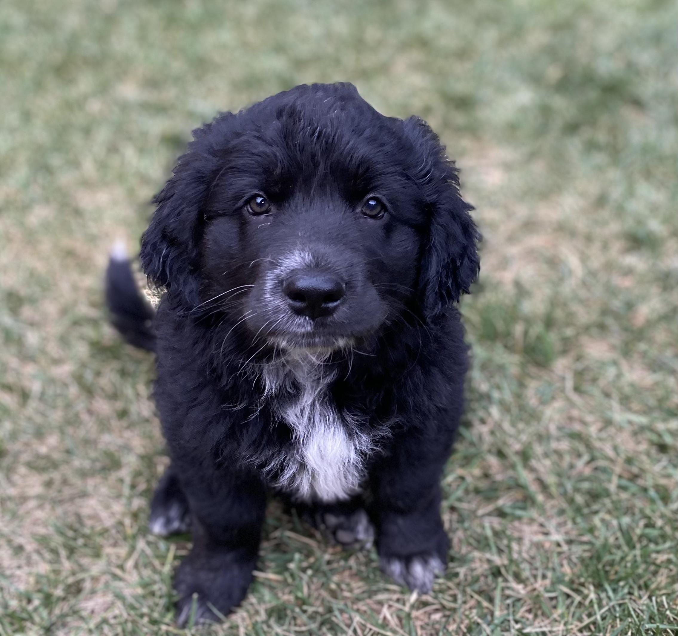 Enlarge Delilah, an adopted mixed breed in Sonora, CA image 1/1