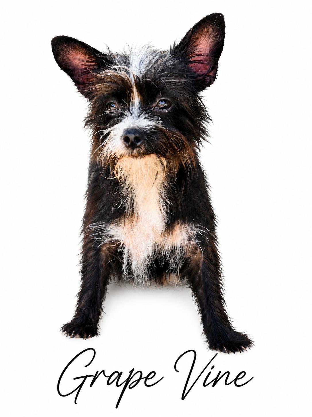 Grapevine, adopted, Young Female Mixed Breed.