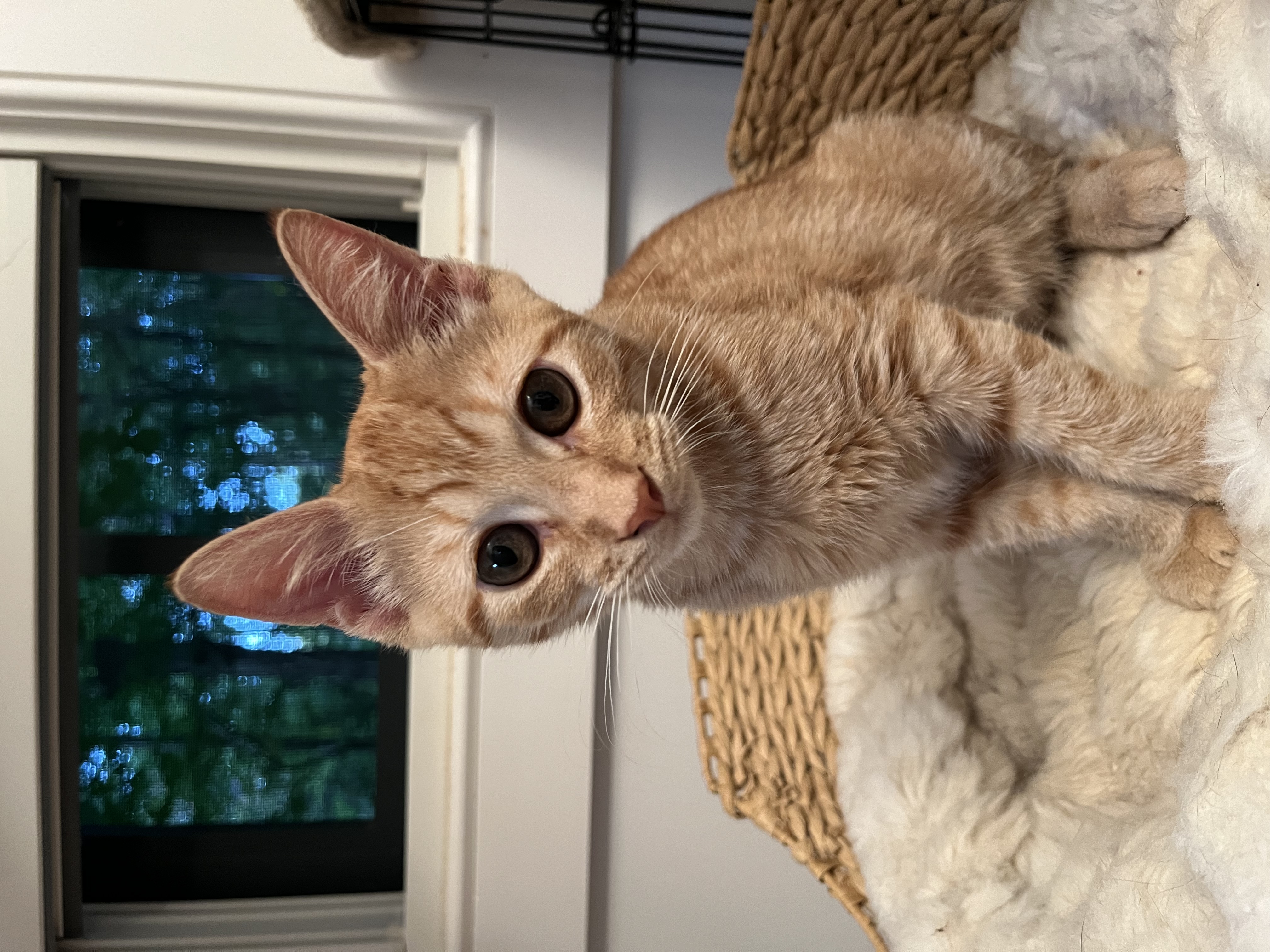 Enlarge Duncan, a Adopted Domestic Short Hair in Ridgefield, CT image 1/5