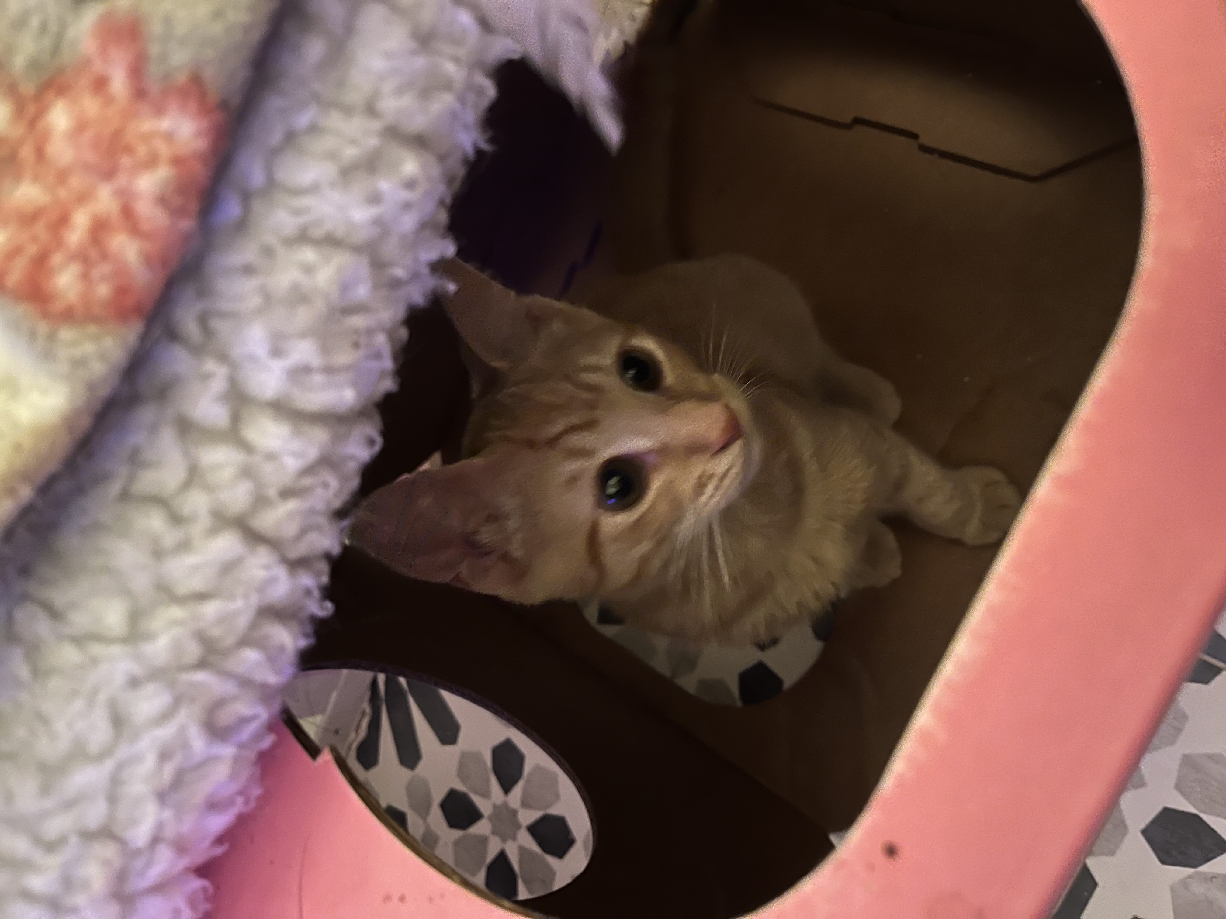 Enlarge Duncan, a Adopted Domestic Short Hair in Ridgefield, CT image 4/5