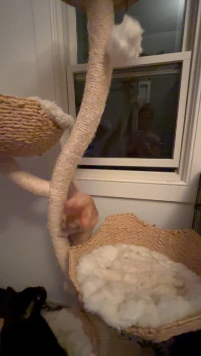 Enlarge Duncan, a Adopted Domestic Short Hair in Ridgefield, CT video 2/5