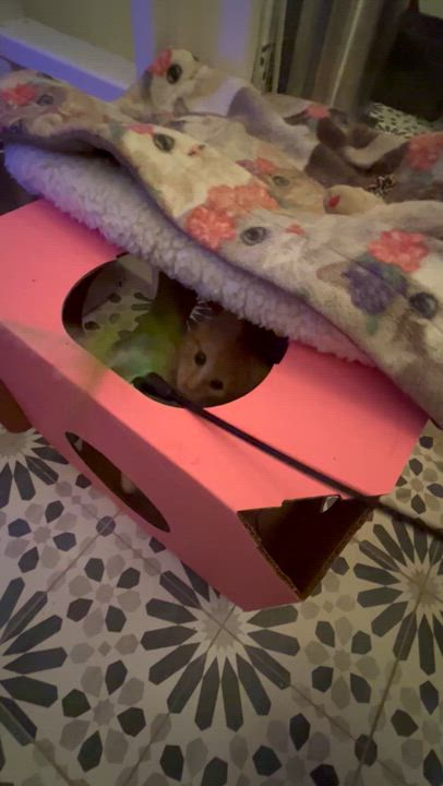 Enlarge Duncan, a Adopted Domestic Short Hair in Ridgefield, CT video 3/5