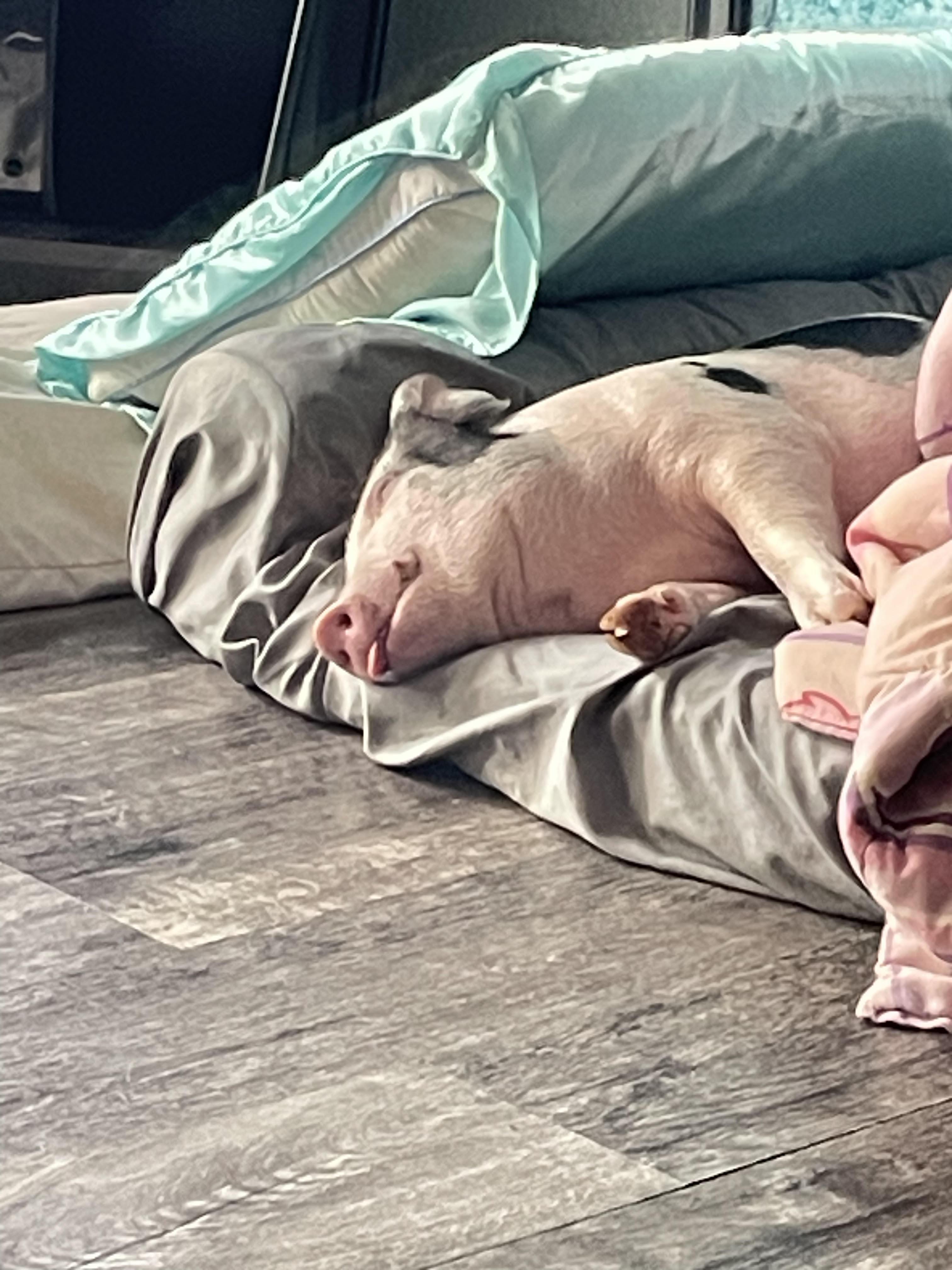 Enlarge Fiona, a Adoptable Pig in Cincinnati, OH image 2/5