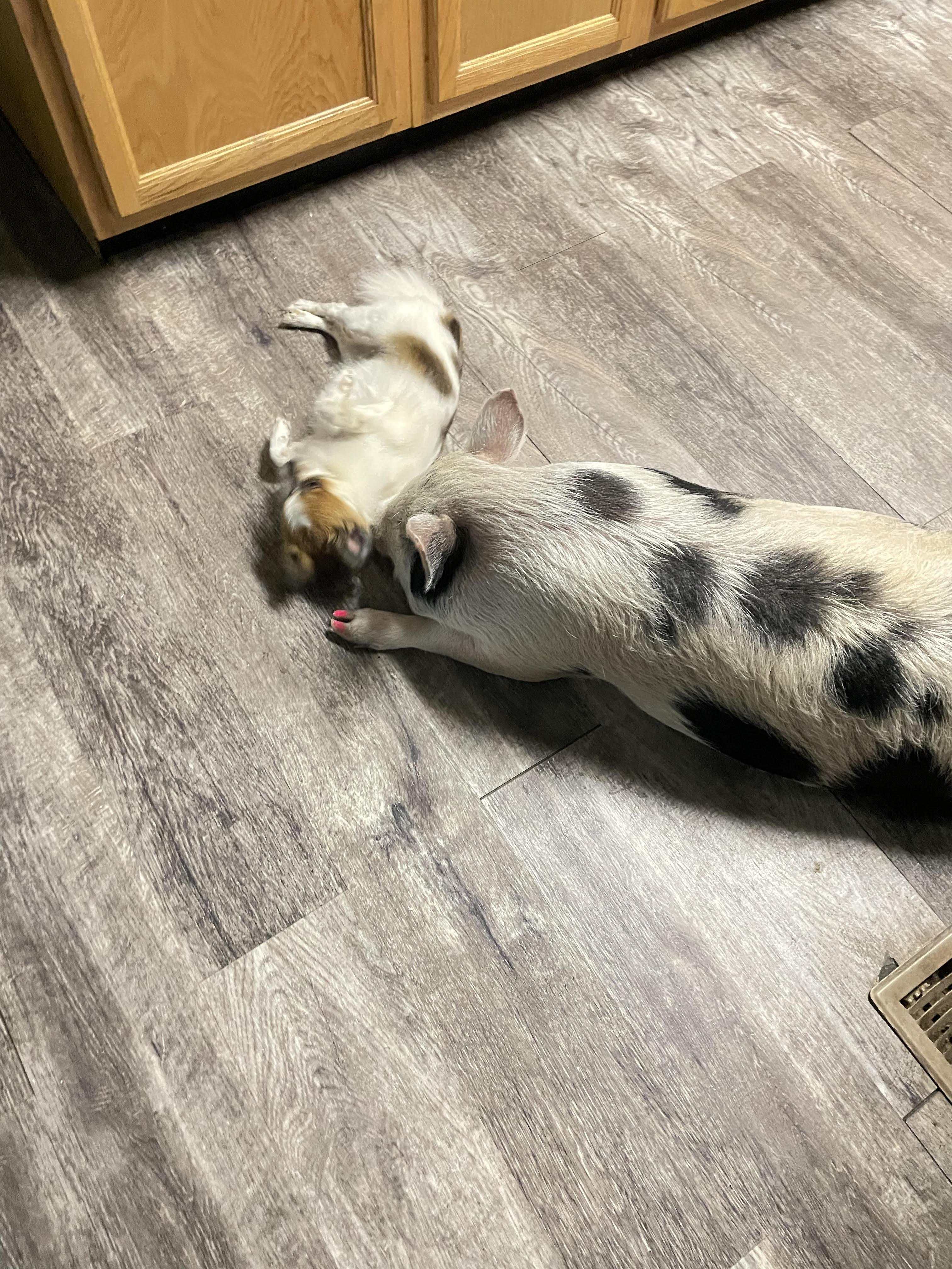 Enlarge Fiona, a Adoptable Pig in Cincinnati, OH image 3/5