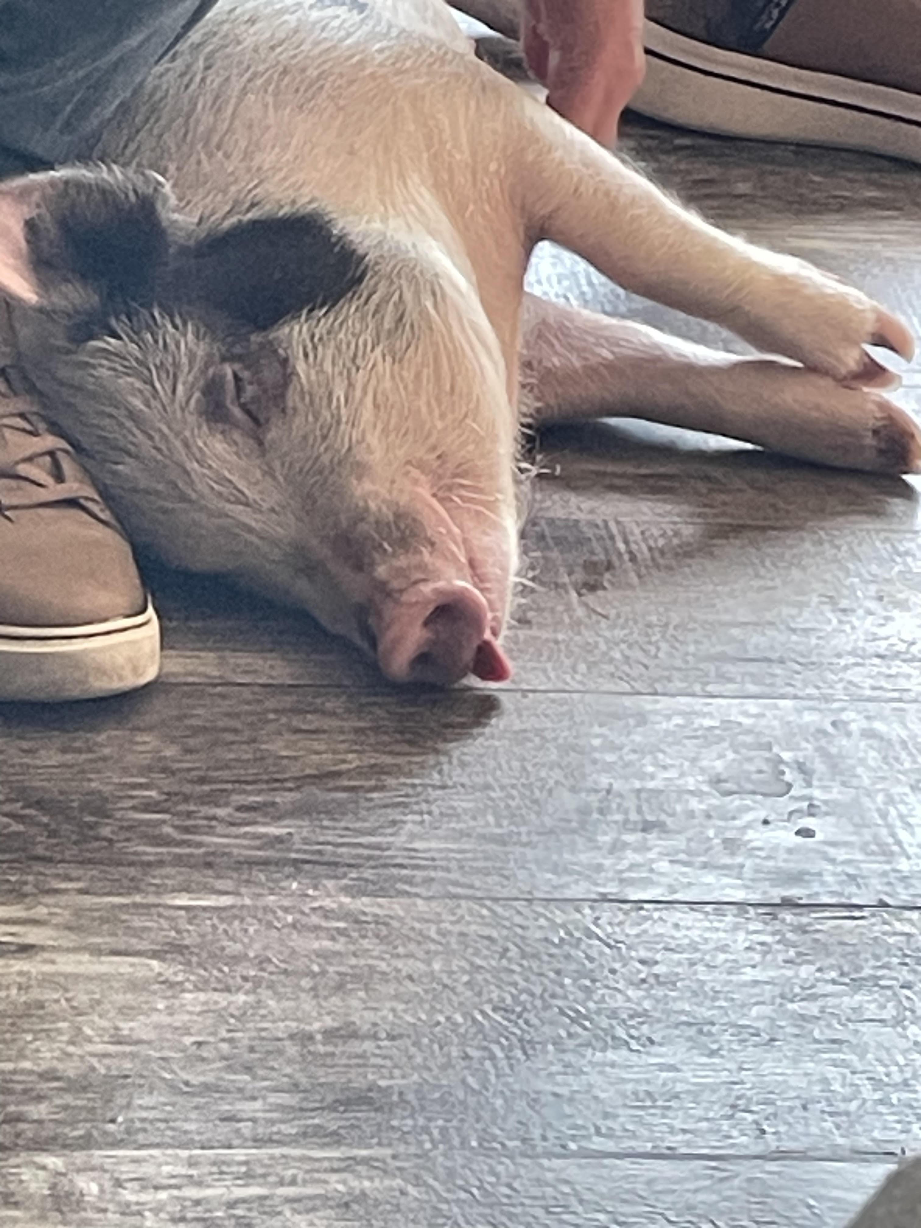Enlarge Fiona, a Adoptable Pig in Cincinnati, OH image 4/5