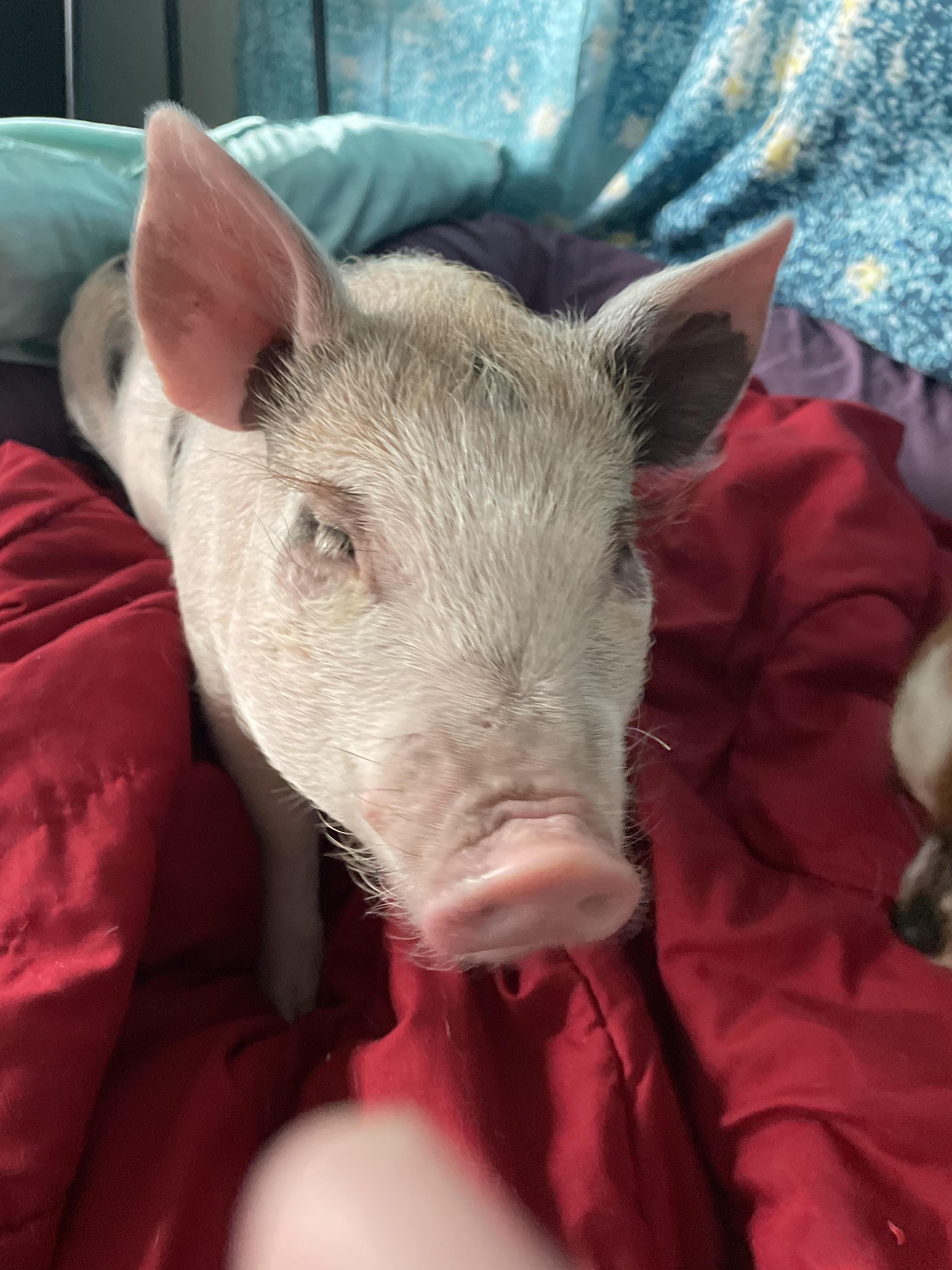 Fiona, Adoptable, Adult Female Pig.