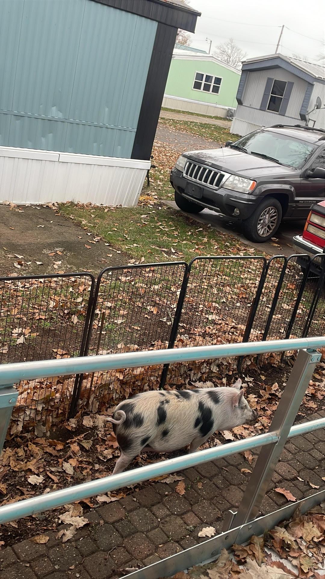 Enlarge Fiona, a Adoptable Pig in Cincinnati, OH image 5/5