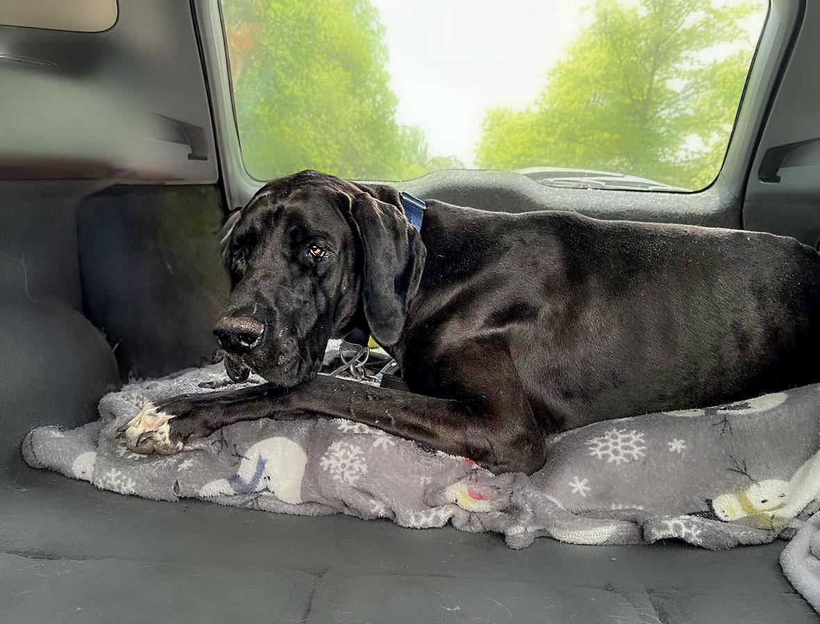 Vargas, Adult Male Great Dane