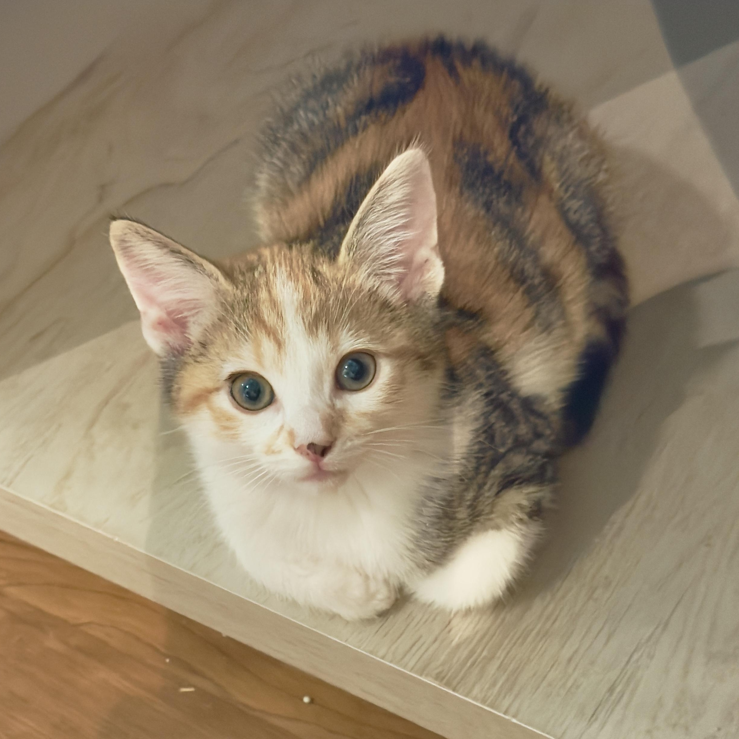 Enlarge Jennifer, an adopted Domestic Short Hair in Irvine, CA image 3/4